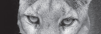 Close up on mountain lion's eyes