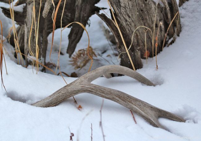 Buck Deer Antler Shed in Snow; Photo by David Hannigan