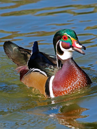 A Wood duck at Barr Lake State Park.