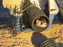 A black-footed ferret is released.