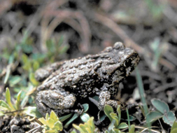 Side view of a Boreal toad.
