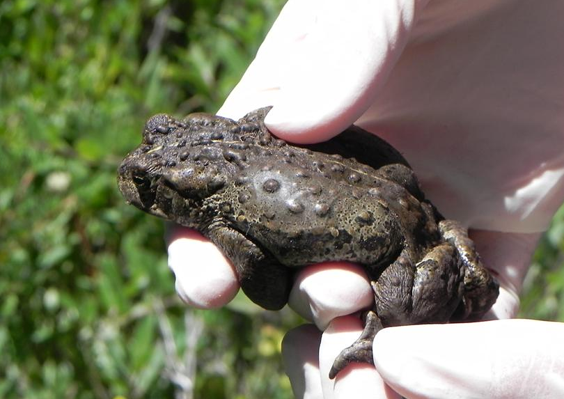 Researcher with gloves holding boreal toad