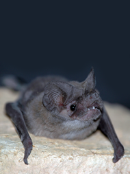 Brazillian Free-tailed bat.