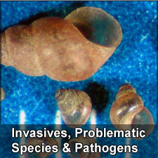 Invasive, Problematic, Native Species, Pathogens