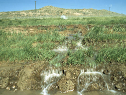 Irrigation runoff.
