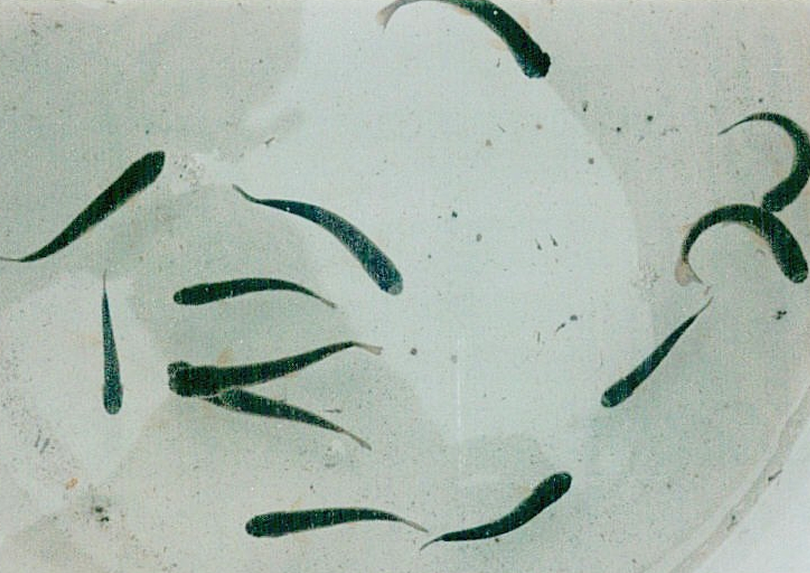 Raimbow trout fry exhibiting whirling disease.