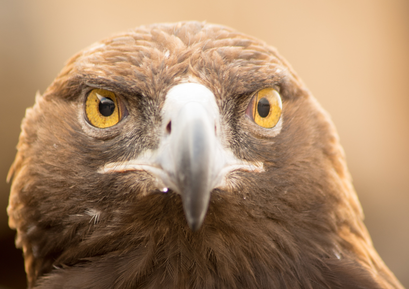 Golden eagler closeup.