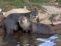 A pair of river otters in shallow water.