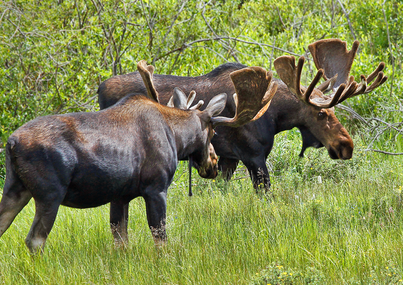Two bull moose in a field.