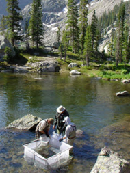 USFWS-CPW-WCO-Cutthroat-Trout-Collection. Image courtsey of US Fish and Wildlife.