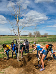 Volunteers planting a tree a Barr Lake State Park.