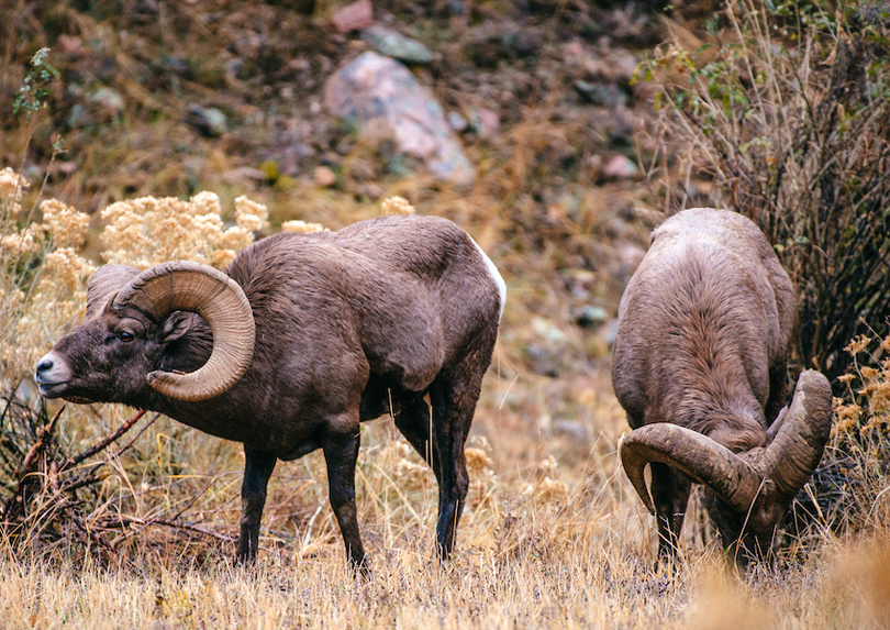 Two bighorn sheep rams.
