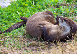 Image of a River Otter rolling in grass.