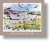 The 'Grasslands' poster from the Wild Colorado: Crossroads of Biodiversity series.