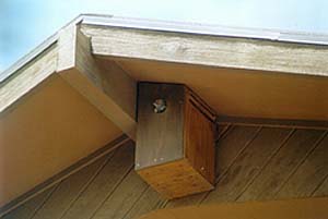 Flicker and nest box mounted under eaves. Photo © Bob Powell and used with permission.