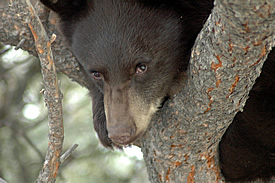 A black bear peering from a tree notch. Photo © Estes Park News/Hazelton; used with permission.