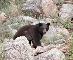 Black bear walking through boulders. Photo © Estes Park News/Hazelton; used with permission.