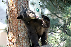 Bear helping itself to bird food. © Estes Park News/Hazelton; used with permission.