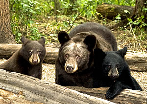 A black bear sow and her cubs. Photo © John Derych; used by permission.