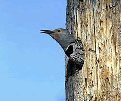 A northern flicker in a 'natural habitat'. Photo courtesy of the USFWS.
