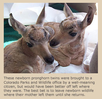 Pronghorn twin babies in rehab