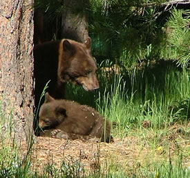 Black bear sow and cub. Photo © CPW/M.Seraphin.