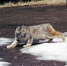 A lynx moving across a partial snowfield. DOW photo.