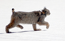 A lynx walking across snow. DOW photo.