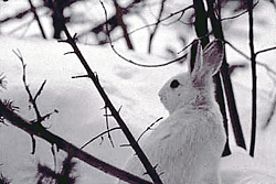 A snowshoe hare/CPW