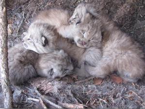 Lynx kittens born in Colorado in 2010. Tanya Shenk, CPW.