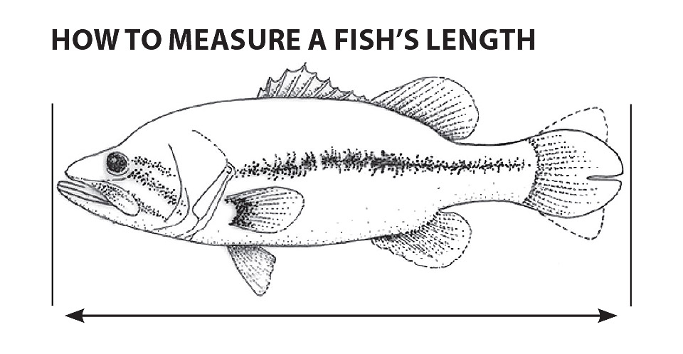 How to measure fish graphic