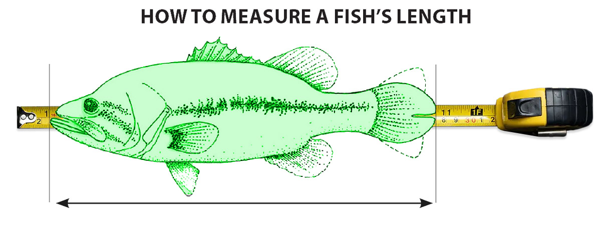 Fish measurement illustration