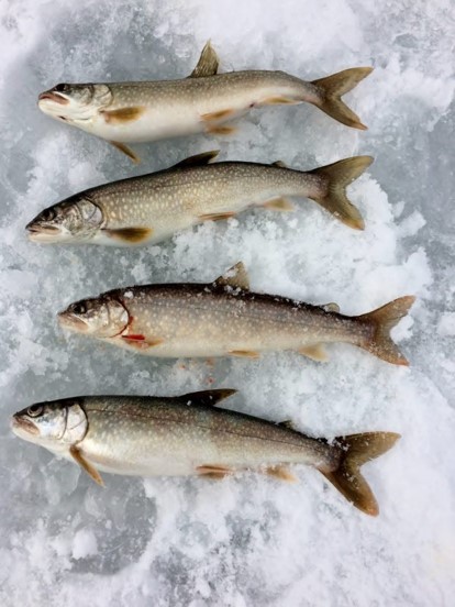 Smaller lake trout on ice legally taken during past tournament