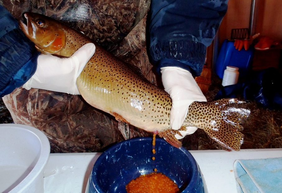 Spawning a Rio Grande Cutthroat at the Pitkin Hatchery