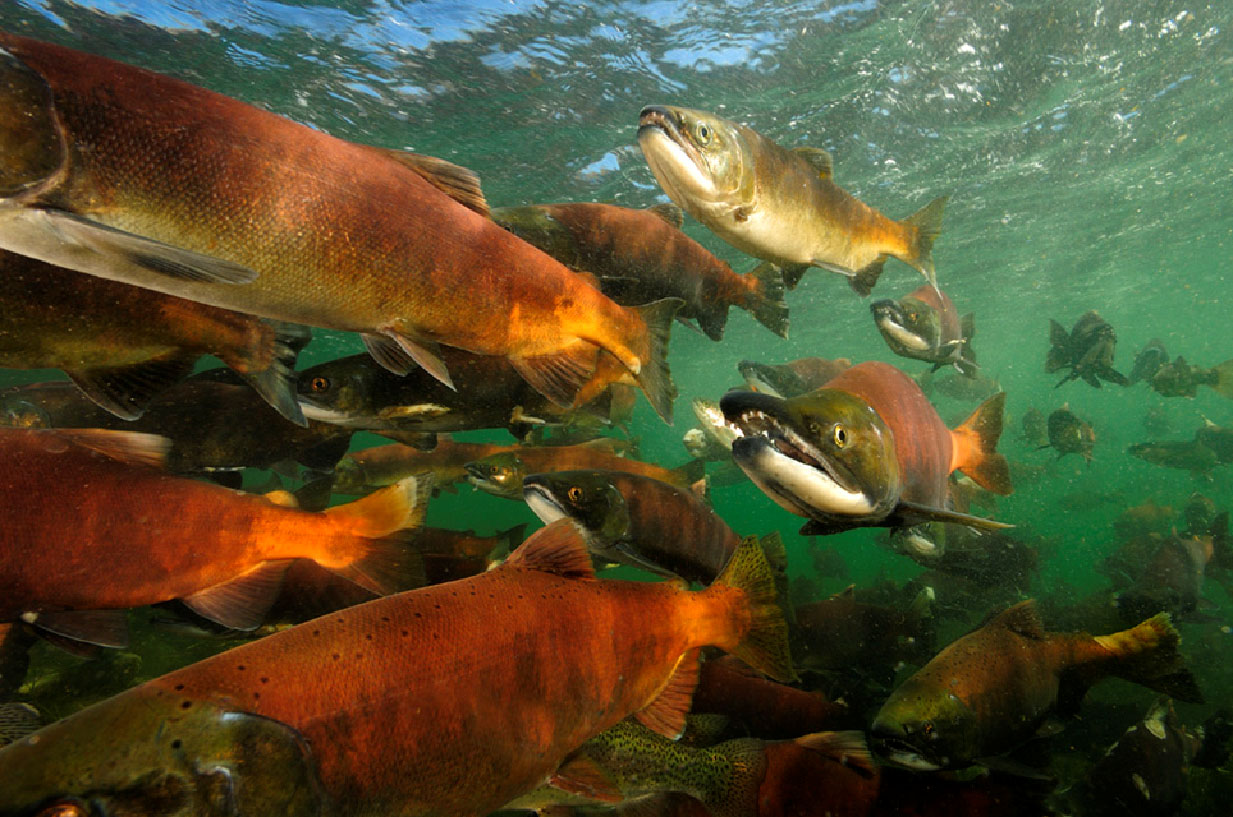 Kokanee salmon swimming underwater at Blue Mesa Reservoir
