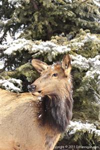 Cow Elk in Winter, Photo by David Hannigan