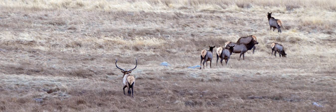Bull elk with cow herd