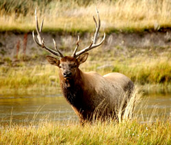 Elk in the Grass