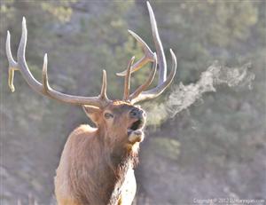 Elk Bugling in the cold morning, Photo by David Hannigan