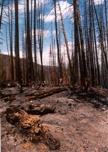 Trees Burnt in the 2002 Big Fish Fire © L.Hinkle/CPW