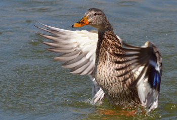 A mallard duck landing on water