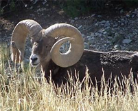 World-class bighorn sheep ram
