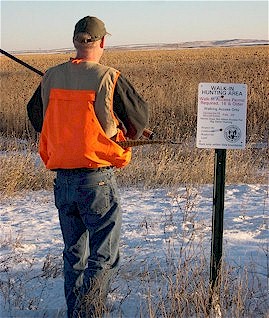 Pheasant hunter on walk-in access property
