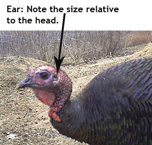 Turkey hen head - showing ear size