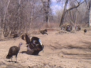Toms and hens caught on trail camera.