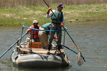 Biologists electrofishing from boat.