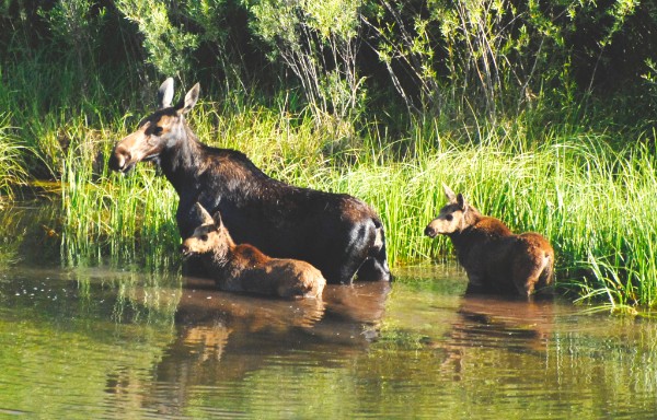 Female moose and two calves in lake