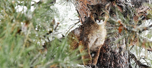 Mountain lion in a tree during winter. Taken by CPW employee, Jason Clay