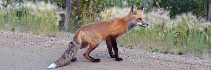 A red fox crosses a dirt road.