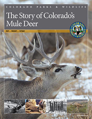 The Story of Colorado's Mule Deer